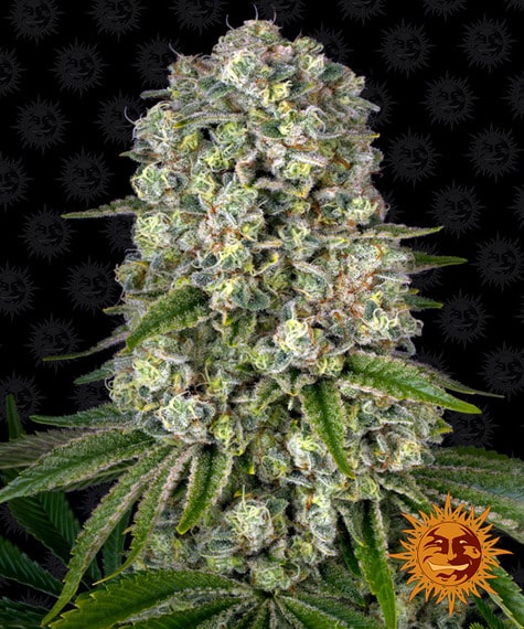 Tropicanna Banana