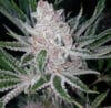 Tropicanna Cookies x Purple Punch