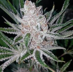 Tropicanna Cookies x Purple Punch
