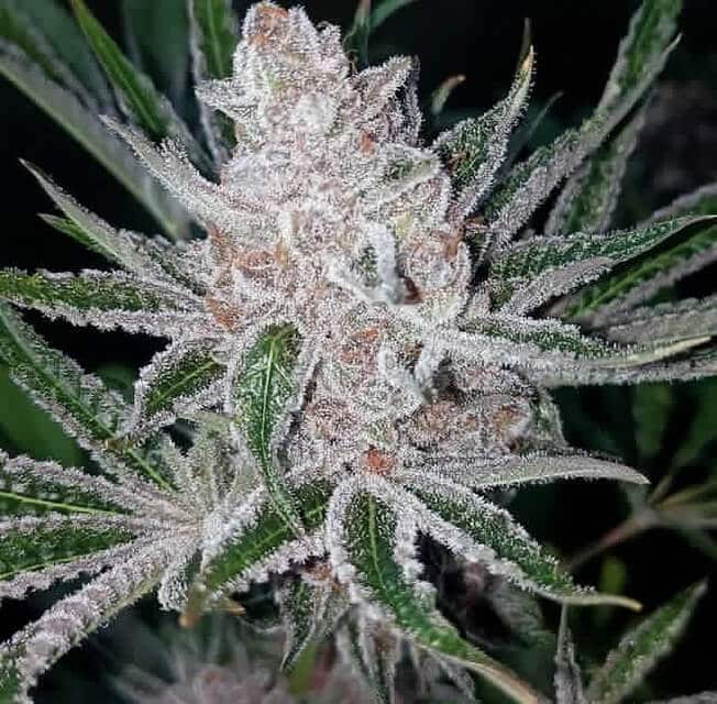 Tropicanna Cookies x Purple Punch