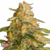 Tropic Punch