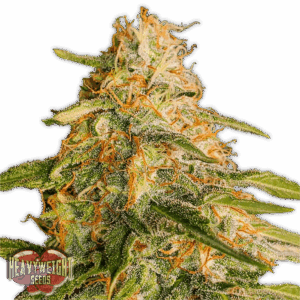 Tropic Punch