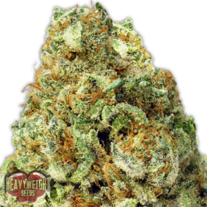 Turbo Bud Auto