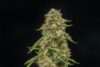 Turtle Taffy Auto