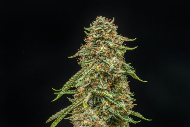 Turtle Taffy Auto