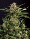 Txerri Bilbo Haze