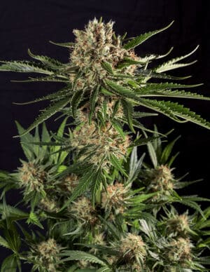 Txerri Bilbo Haze