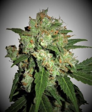 UK Cheesy Express Auto