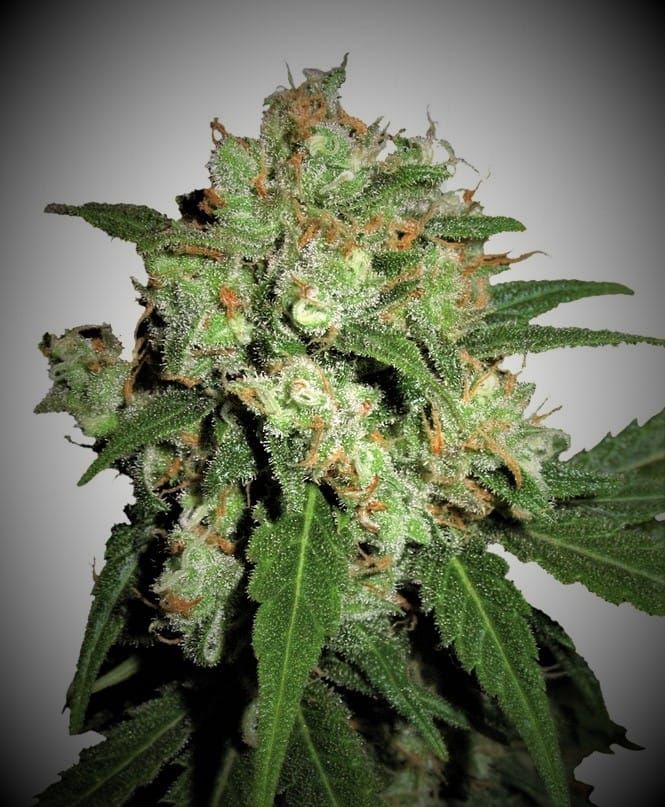 UK Cheesy Express Auto