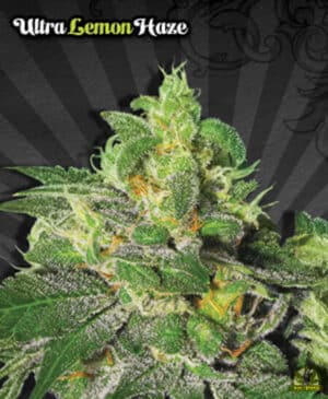 Ultra Lemon Haze