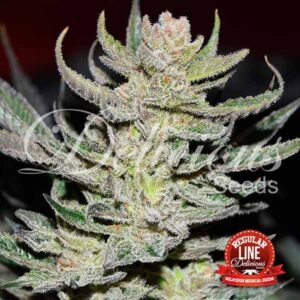 Unknown Kush Reg.