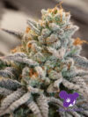 Vanilla Frosting (Anesia Seeds)