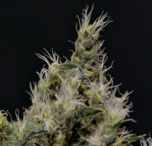 Vanilla Haze