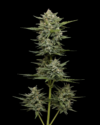 Vanilla Latte Auto