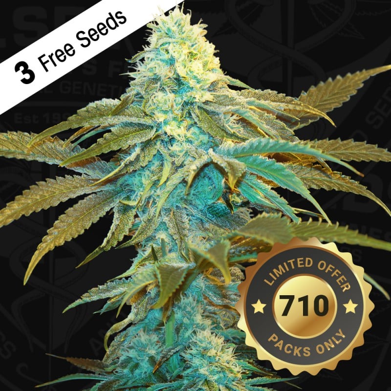 Vanilla Sundae 710 special pack