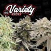 Variety Pack #1