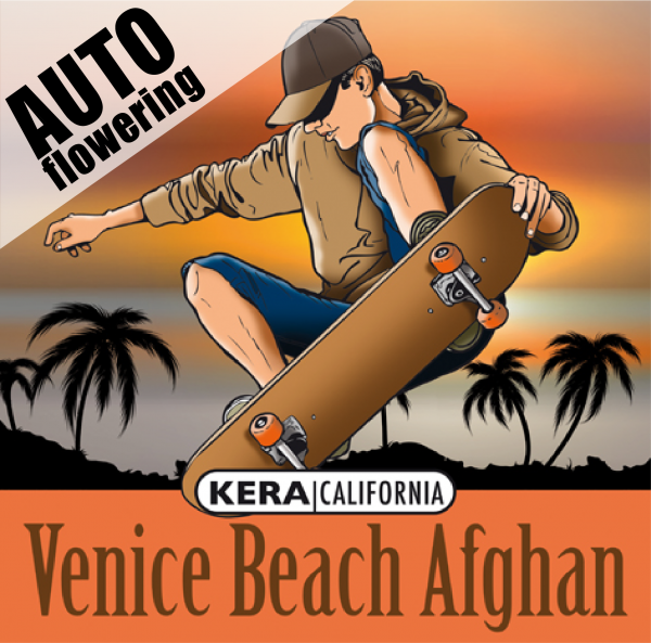 Venice Beach Afghan Auto