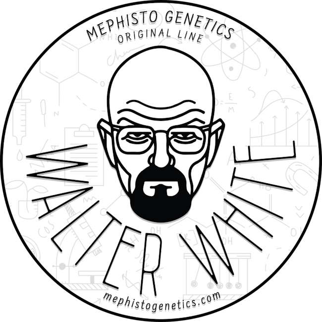 Walter White
