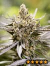 Watermelon Auto (PowerStrains)