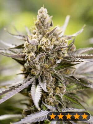 Watermelon Auto (PowerStrains)