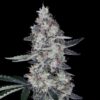 Watermelon Man Auto (DNA Genetics Seeds)