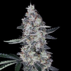 Watermelon Man Auto (DNA Genetics Seeds)