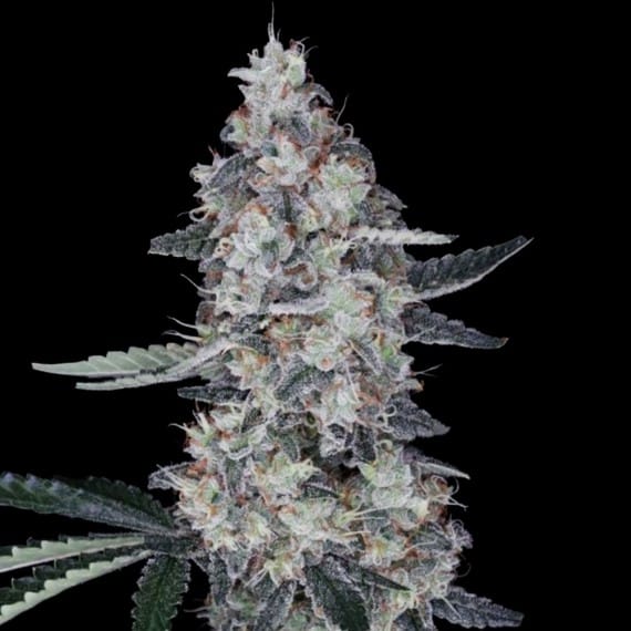 Watermelon Man Auto (DNA Genetics Seeds)