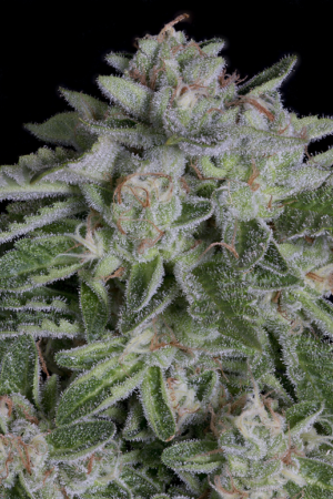 Watermelon Zkittelz (Big Head Seeds)