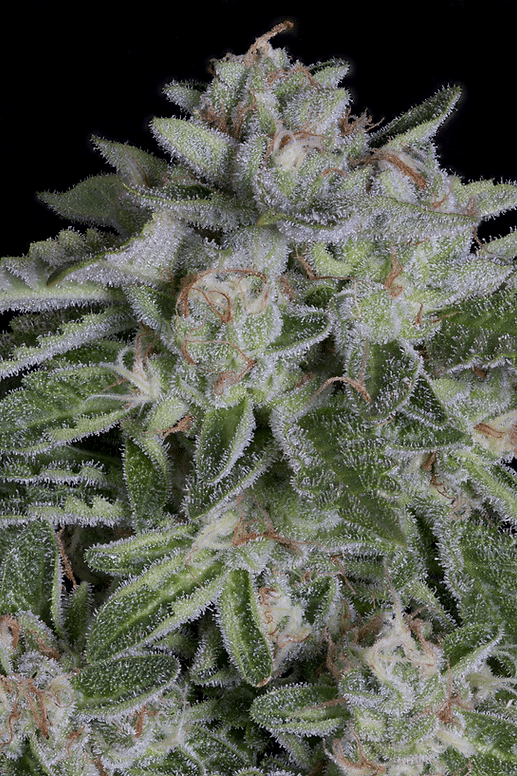 Watermelon Zkittelz (Big Head Seeds)