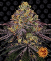 Watermelon Zkittlez (Barney’s Farm)