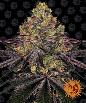 Watermelon Zkittlez (Barney’s Farm)