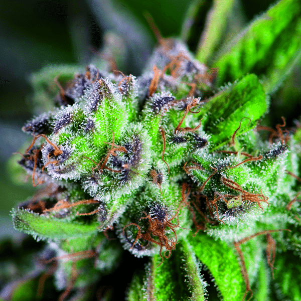 Watermelon Zkittlez (Pyramid Seeds)