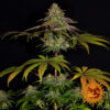 Wedding Cake Auto (Barney's Farm)