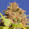 Wedding Cake Auto (Original Sensible seeds)