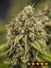 Wedding Cake Auto (PowerStrains)