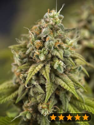 Wedding Cake Auto (PowerStrains)