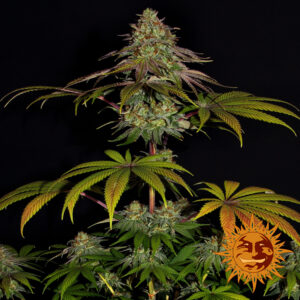 Wedding Cake (Barney´s Farm)