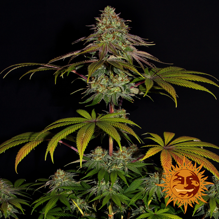 Wedding Cake (Barney´s Farm)