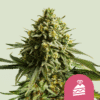 Wedding Cake (Royal Queen Seeds)