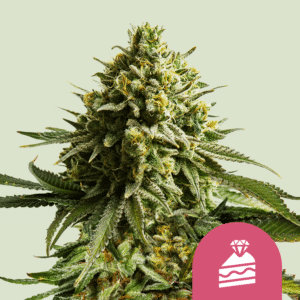 Wedding Cake (Royal Queen Seeds)