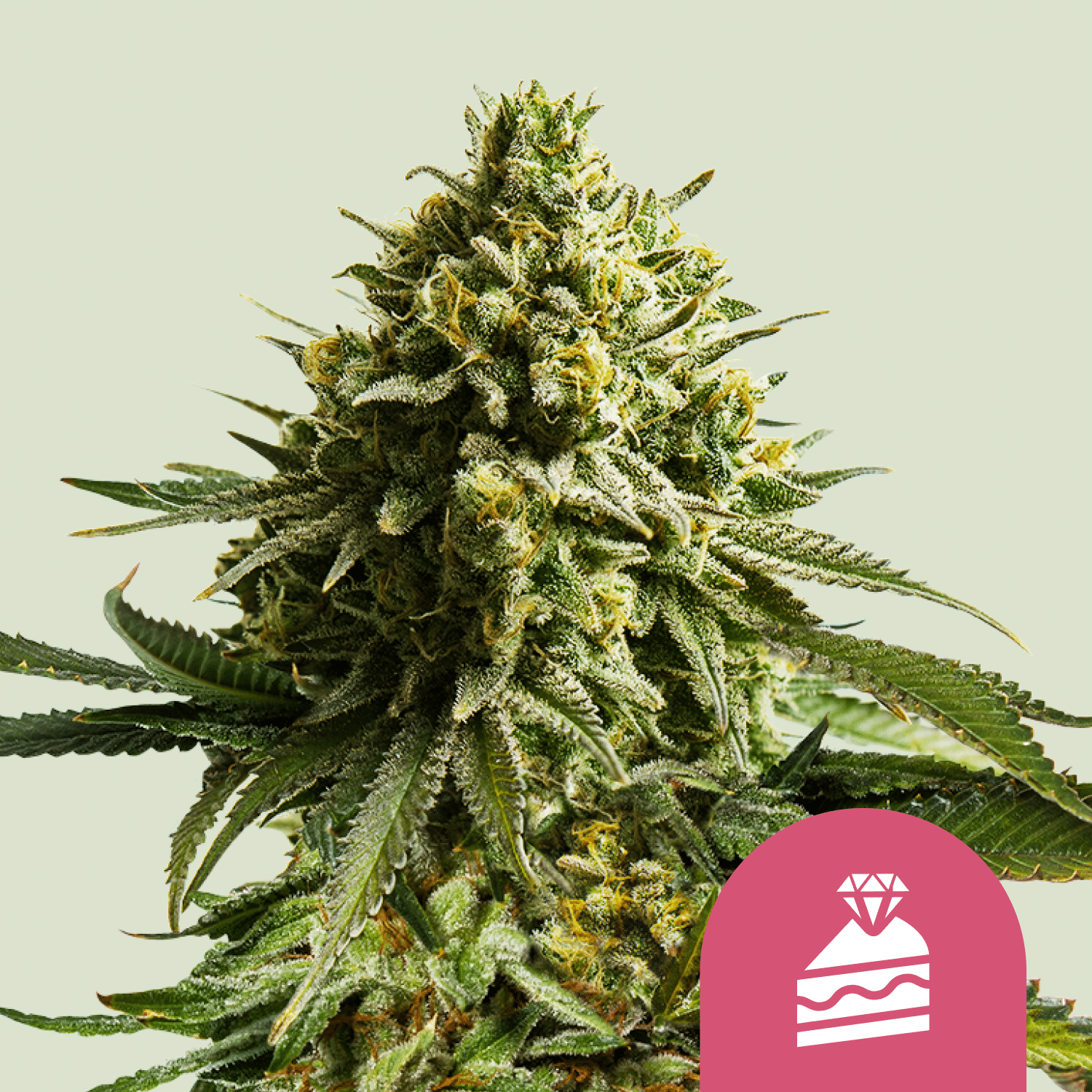 Wedding Cake (Royal Queen Seeds)