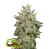 Wedding Cake (Seedstockers)