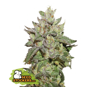 Wedding Cake (Seedstockers)