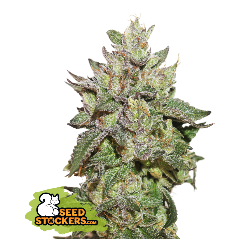 Wedding Cake (Seedstockers)