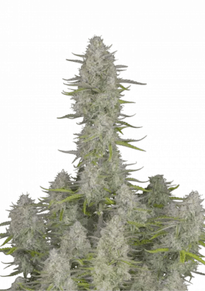 Wedding Cheesecake Auto