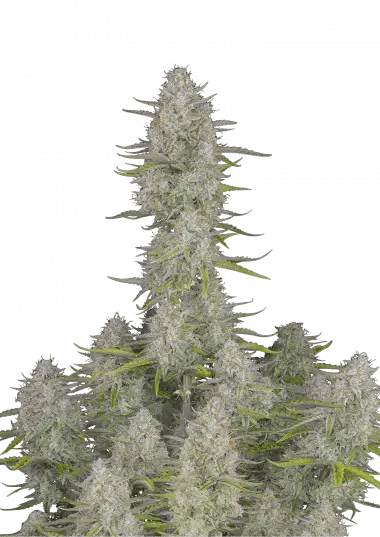 Wedding Cheesecake Auto