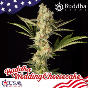 Wedding Cheesecake (Buddha Seeds)