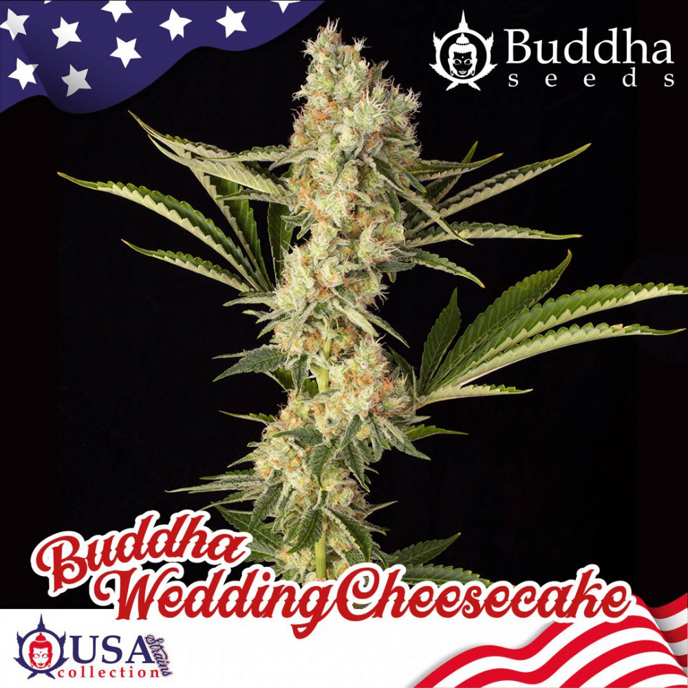 Wedding Cheesecake (Buddha Seeds)