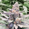 Wedding Crasher Auto (High Speed Buds)
