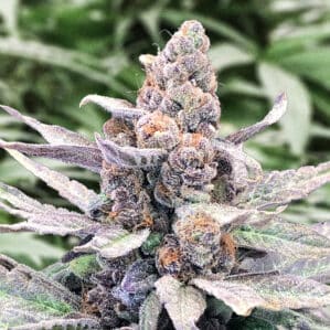 Wedding Crasher Auto (High Speed Buds)